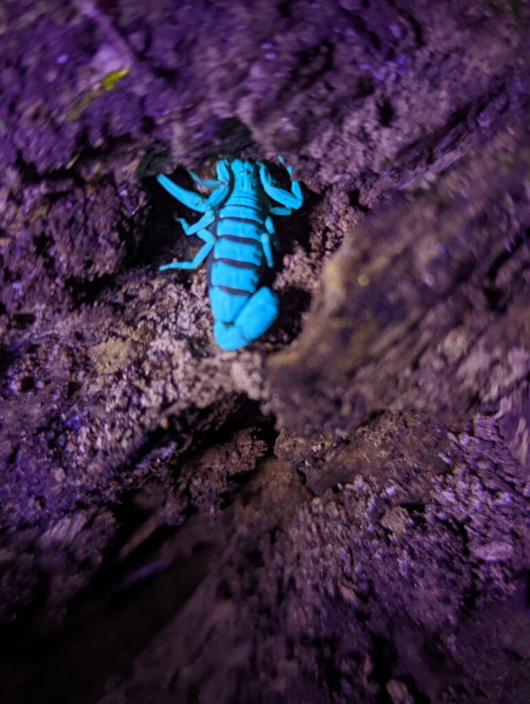 Monteverde Costa Rica - Scorpion