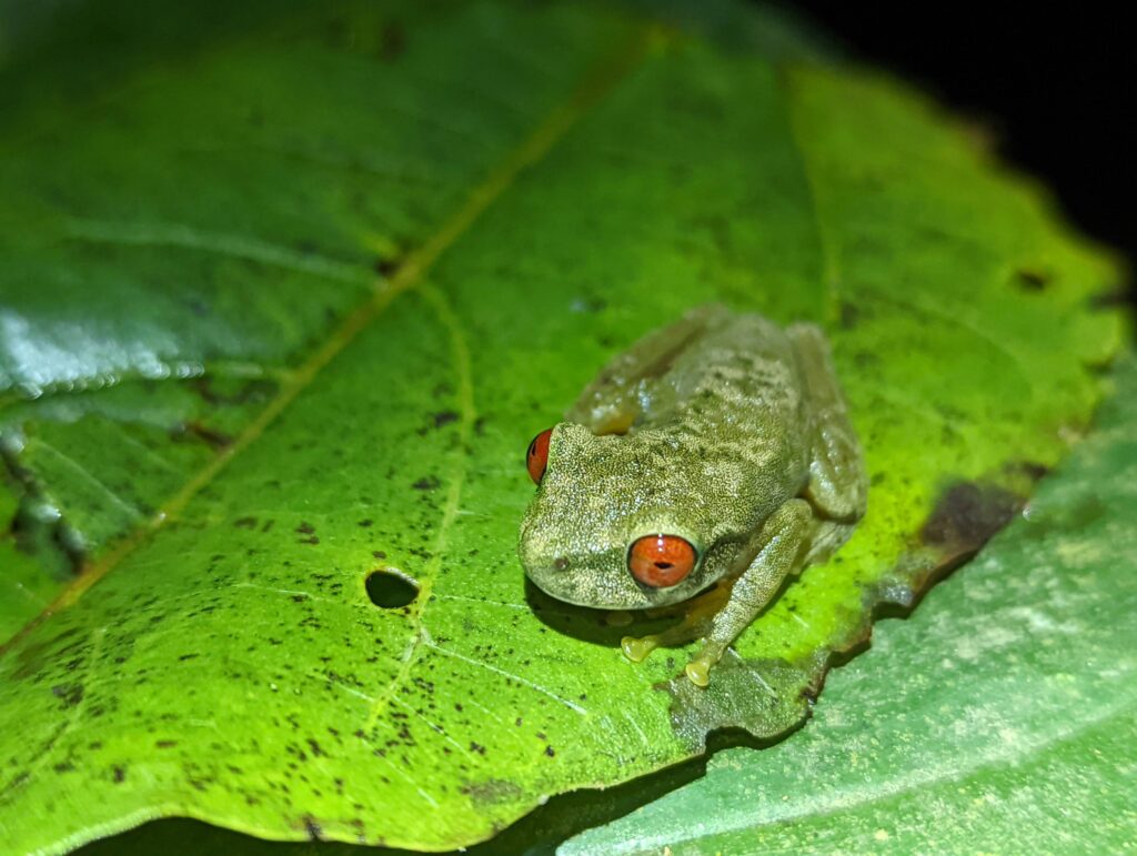 Monteverde Costa Rica - Rofous-eyed stream frog