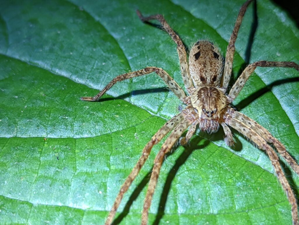 Monteverde Costa Rica - Wolf spider
