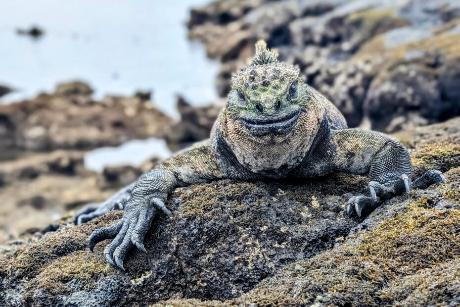 Galapagos Island - Marine Iguana