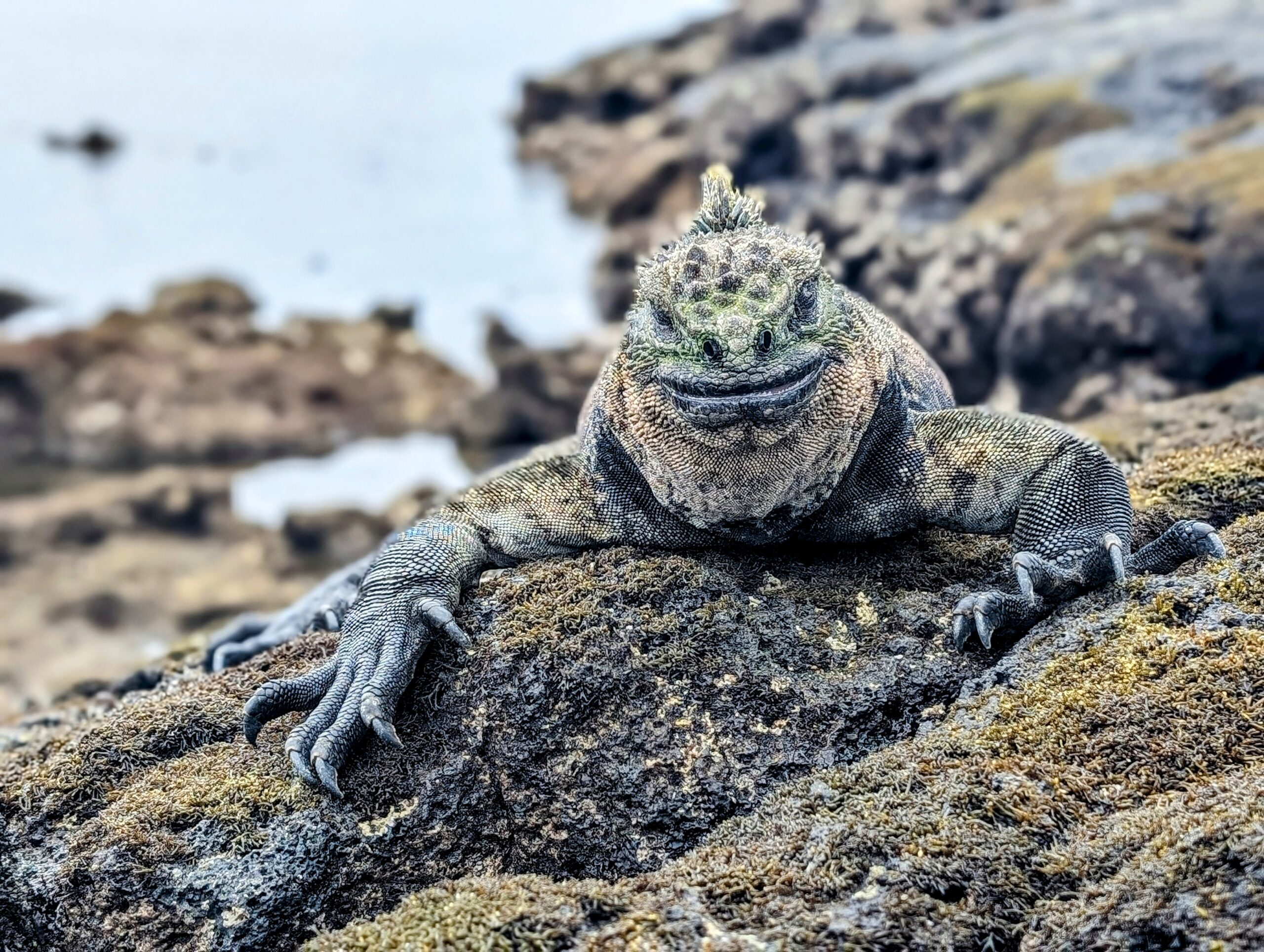 Galapagos Island - Marine Iguana